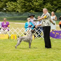 German Shorthaired Pointer All Grown Up from Windward German Shorthaired Pointers