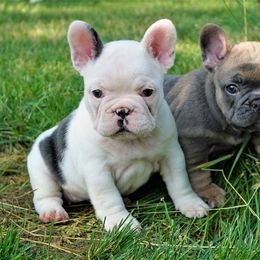French Bulldog Puppies from Bullish Pride