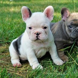 French Bulldog Puppies from Bullish Pride