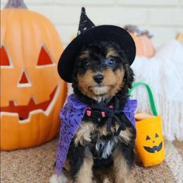 Scarlett - Phantom female Bernedoodle puppy in Russell Springs, Kentucky from 270 Doodles