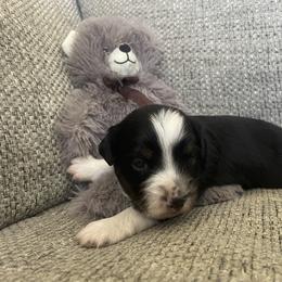 Cash - Black tri male Miniature American Shepherd puppy in Colorado Springs, Colorado from Valkyrie Adventures