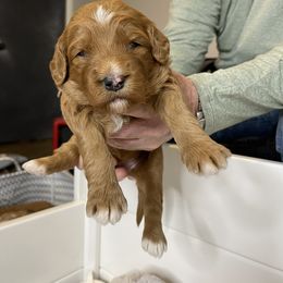 Goldendoodle and Golden Retriever Puppies from Valley of the Sun Breeders