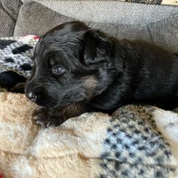 Water - Black and red female German Shepherd puppy in Walla Walla, Washington from Silver Knight Shepherds