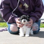 Lowchen Puppies from Sugar Plum Löwchen