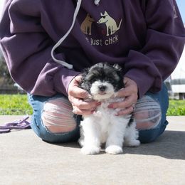 Lowchen Puppies from Sugar Plum Löwchen