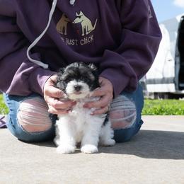 Lowchen Puppies from Sugar Plum Löwchen