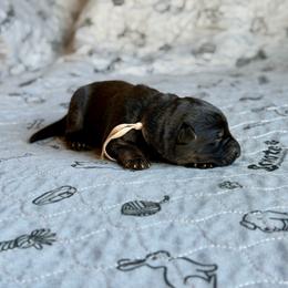 Light Pink - Black and tan female German Shepherd puppy in Medical Lake, Washington from Nine Realms German Shepherds