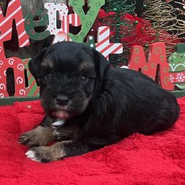 Noelle - Black and silver female Miniature Schnauzer puppy in Grayson, Kentucky from Seventh Heaven Schnauzers