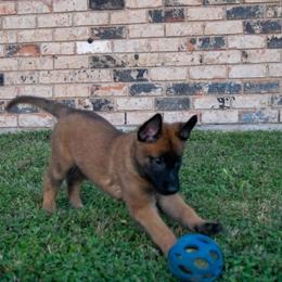 Belgian Malinois and German Shepherd Puppies from Madhouse’s Belgian Malinois and German Shepherds