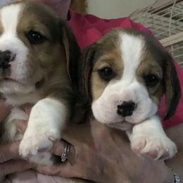 Beagles from Terwillegar Beagles
