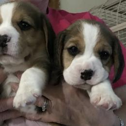 Beagles from Terwillegar Beagles
