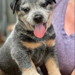 Australian Cattle Dog Puppies from Littletrouble Cattle Dogs