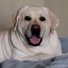 Zoey - Labrador Retriever