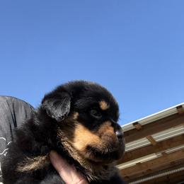 Female 638 - Black and mahogany female Rottweiler puppy in Ocala, Florida from Southeast Companion & Protection Dogs