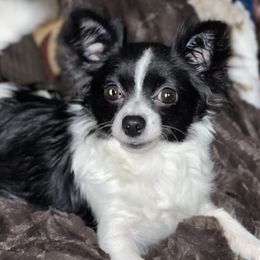 Mya - Chihuahua