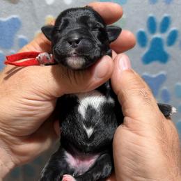 Tally - Black female Miniature Schnauzer puppy in Frankford, Delaware from Miniature Schnauzers of Delmarva