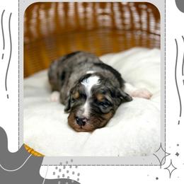 Maverick - Blue merle male Bernedoodle puppy in Sterling, Colorado from North 40 Doodles