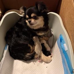 Ginny - Chihuahua