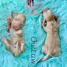 Outlaw - Cream male Dachshund puppy in Hornbeck, Louisiana from A&Z Mini Dachshunds