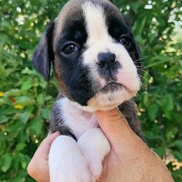 Boxer Puppies from Von Royal Dell'Infinite Deutscher
