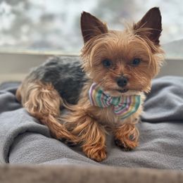 Carter-sold - Tan Yorkipoo puppy in Waldorf, Maryland from Luv My Yorkies, LLC