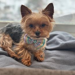 Carter-sold - Tan Yorkipoo puppy in Waldorf, Maryland from Luv My Yorkies, LLC