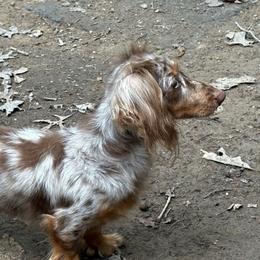 Bo - Dachshund