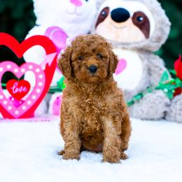 Lulu - Red  female Poodle puppy in Fort Myers, Florida from Blossom Paws