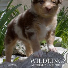 Beaver - Red merle Australian Shepherd puppy in Newport, Rhode Island from Wildings Australian Shepherds