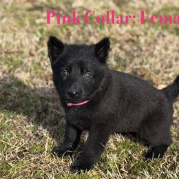 Girl 3 - German Shepherd puppy from Crown H Shepherds