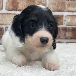 Estelle - Piebald female Dachshund puppy in Industry, Illinois from KDKs Kennels