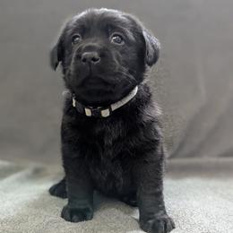 Sequoia - Black female Labrador Retriever puppy in Lithonia, Georgia from Marmolejos Labs