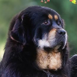 Prada - Tibetan Mastiff