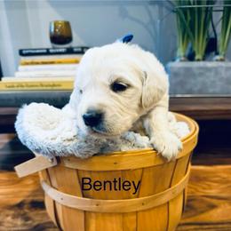 Boy 2 - Light golden male Golden Retriever puppy in Oconto, Wisconsin from Abbie's Golden Retrievers