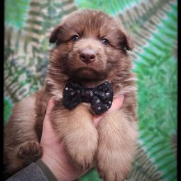 Karl - Liver male German Shepherd puppy in Fort Jennings, Ohio from Von Holtzapple German shepherds