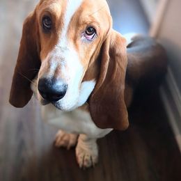 Basset Hound All Grown Up from Hidden Heart Basset Hounds