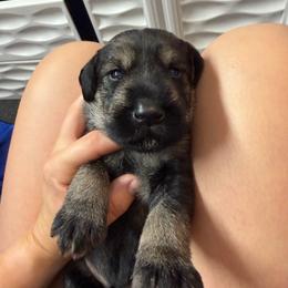 Boy 4 - Pepper and salt male Giant Schnauzer puppy in Mason, Ohio from Bourbon Country Schnauzers