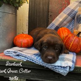 Dilute Retriever and Labrador Retriever Puppies from CKB Labradors