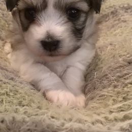 Coton de Tulear Puppies from Catawba Cotons