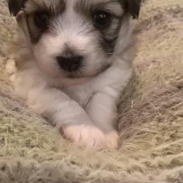 Coton de Tulear Puppies from Catawba Cotons