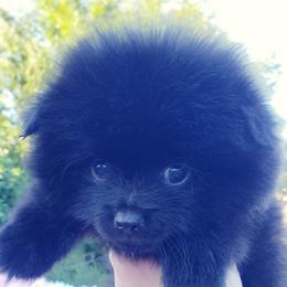 French Bulldog and Pomeranian Puppies from Purrs N Poms