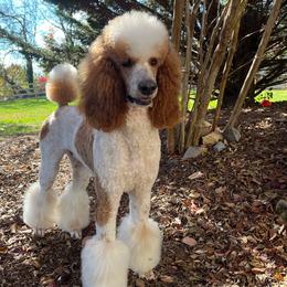 Dexter - Poodle