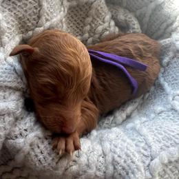 Purple - Red  female Poodle puppy in Lima, Ohio from Buckeye Red Standard Poodles