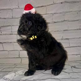 Donner - Black male Labradoodle puppy in Monticello, Georgia from Daylin’s Doodles & Labradors