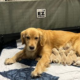German Shepherd and Golden Retriever Puppies from Vom Bethel