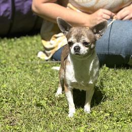 Robin - Blue brindled fawn male Chihuahua puppy in Lee Center, New York from Alfheim-Andromeda Chihuahua's (A &A's)