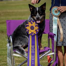 Australian Cattle Dogs from Ironclad Australian Cattle Dogs