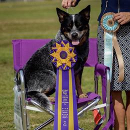 Australian Cattle Dogs from Ironclad Australian Cattle Dogs