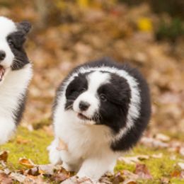 Border Collies and Russell Terriers from Bon-Clyde
