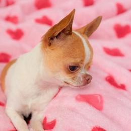 Nugget - Gold and white male Chihuahua puppy in Houston, Texas from The Yorkie n’ Chihuahua Haus